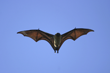 Pteropus scapulatus/Redhead/Flying Fox/Little red flying fox