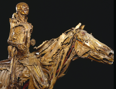 Ecorche de Honore Fragonard/Horse and rider/Musee Fragonard of the veterinary school of Maisons-Alfort/Val de Marne/Ile de France/France