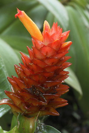 Costus x 'Red Rose'/Water Stick/Dwarf Orange Ginger