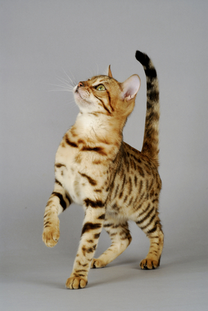 Cat/Breed: Bengal/Dress: Brown Spotted Tabby/Name: Bagherra de la Tender Complicite - MANDATORY Mention: L'Arche Feline