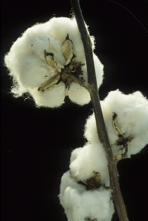 Gossypium herbaceum/Cotton/Cotton/Cotton