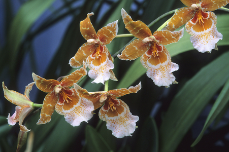 x Vuylstekeara 'Lansing Story'