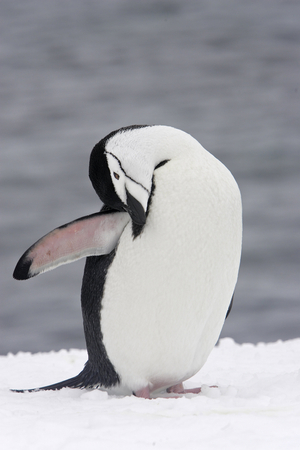 Pygoscelis antarcticus/Chinstrap Penguin