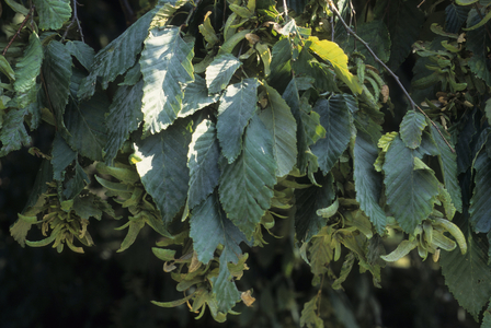 Carpinus betulus 'Pendula'/Weeping Charm/European Hornbeam