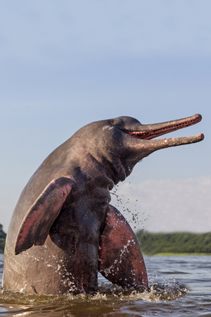 Inia geoffrensis/Amazon Dolphin/Boto/Pink Dolphin of the Amazon/Geoffroy's Inie/Brazil/Amazonas State along the Rio Negro/Amazon River Dolphin/Pink River Dolphin