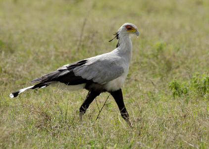 Sagittarius serpentarius/Sagittarius messenger/Serpentary/Secretary Bird