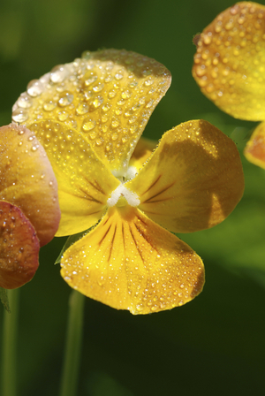 Viola x wittrockiana/Pensee/Pansy