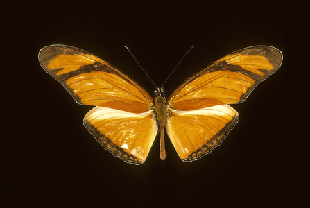 Dryas iulia/Dryas julia/Julia