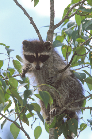 Procyon lotor/Raccoon/Common Racoon
