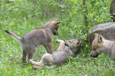 Canis lupus lupus/European Wolf/Cub/European Grey Wolf/European Timber Wolf