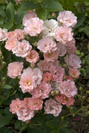 Rosa x/Rose 'Souvenir of Adolphe Turc'