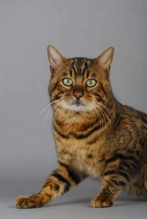 Cat/Breed: Bengal/Dress: Brown Spotted Tabby/Name: Canicspots Attila - REQUIRED: L'Arche Feline