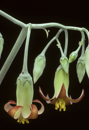 Cotyledon barbeyi/Cotyledon
