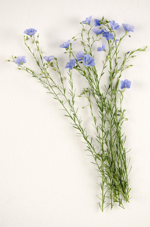 Botanical board/Linum usitatissimum/Linen common/Flax