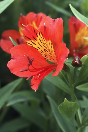 Alstroemeria x/Alstroemere 'Fire Glow'/Lis des Incas/Lily of the Incas