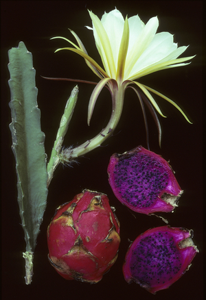Hylocereus undatus/Pitaya/Dragon Fruit/Dragon Fruit