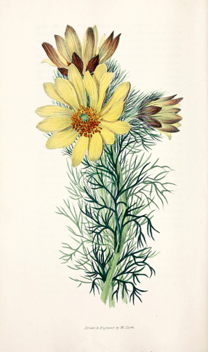Botanical Illustration/Adonis vernalis/Spring Adonis