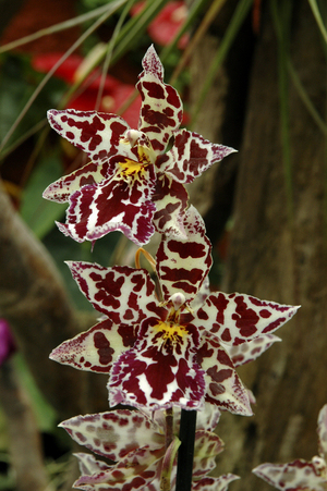 Odontoglossum x