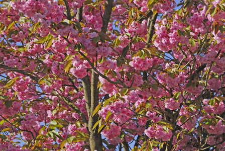 Prunus x/Decorative plum tree