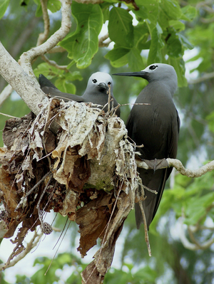 Cowberry Noddi/Anous stolidus/Nest