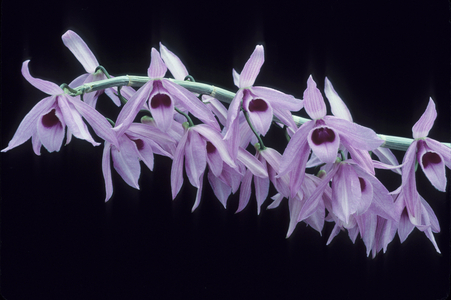Dendrobium anosmum