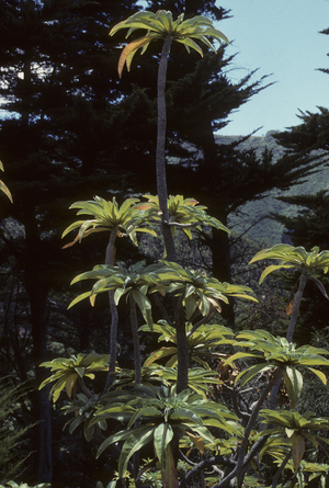 Dendroseris littoralis/Juan Fernandez/Robinson Crusoe Island/Chile