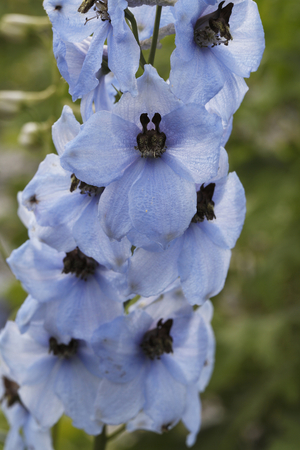 Delphinium staphysagria/Lark's Foot/Staphisegar/Lice Herb