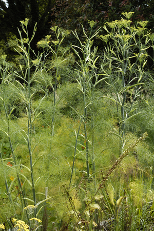 Garden of aromatic plants/Garden of Kermoureau/Loire Atlantique/Pays de Loire/France - MANDATORY Mention: Jardin de Kermoureau