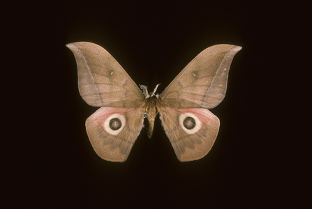 Lobobunea ansorgei/Male