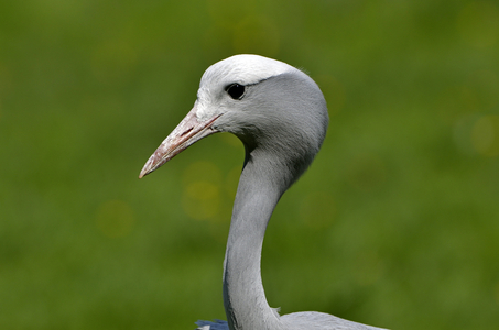 Anthropoides paradiseus/Paradise Crane/Blue Crane