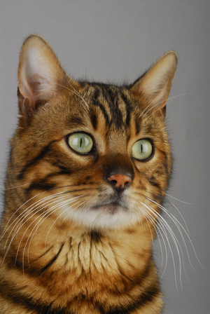 Cat/Breed: Bengal/Dress: Brown Spotted Tabby/Name: Canicspots Attila - REQUIRED: L'Arche Feline