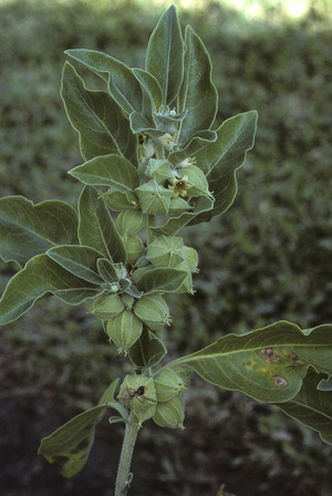 Withania somnifera/Ti poc poc