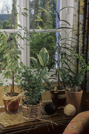 Green plants with plume foliage/Ficus sp.