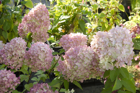 hydrangea paniculata/Hydrangea 'Magical candle'