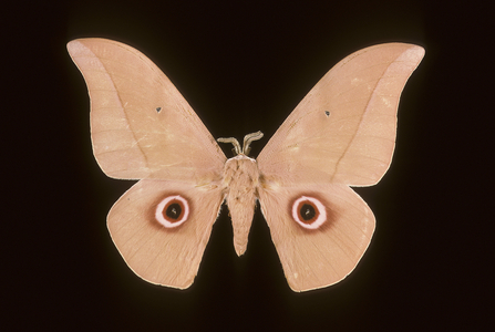 Lobobobunea angasana/Male