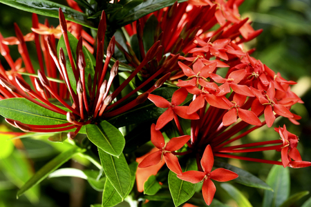 Ixora odorata/fragrant Ixora