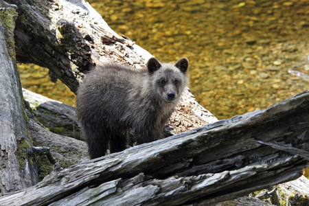 Ursus arctos horribilis/American Brown Bear/Grizzly Bear/Grizzly Bear
