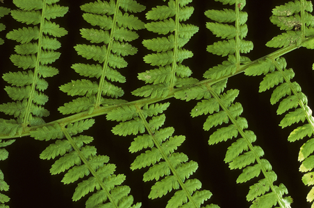 Athyrium filix femina/fern female/Female Fern/Lady Fern
