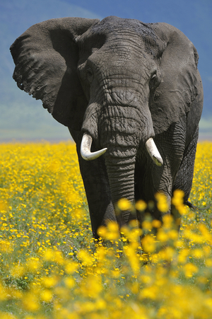 African Loxodonta/African Elephant/African Elephant