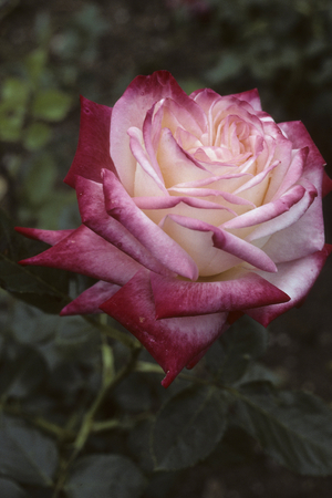 Rosa x/Pink 'Imperatrice Farah'