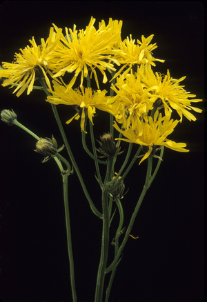 Crepis biennis/Biennial Crepis/Biennial Crepids