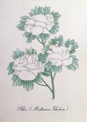 Phlox. (Muttonica Idiotica), illustration from 'The Bogus Book of Botany' by John Weir, 1930-48 (ink on paper)