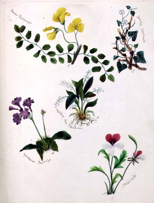 Wild Flowers (page from a sketch book with verse)