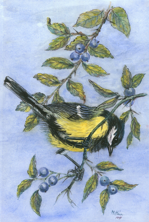 Tit in blackthorn and sloe (w/c on paper)
