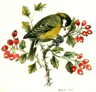 Great tit on hawthorn (w/c on paper)