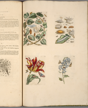 Plate from 'De Eoropische Insecten, 1730 (coloured engraving)