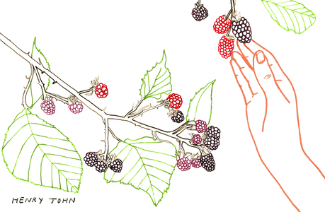 Blackberry Picking, 2008-09 (mixed media)