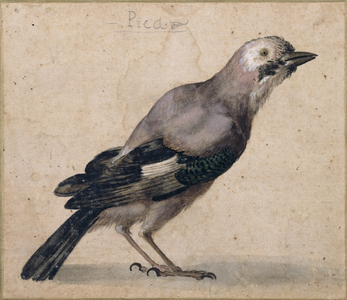 A Jay (w/c on paper)
