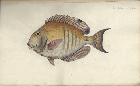 Chaetodon chirurgus, before 1787 (w/c on paper)