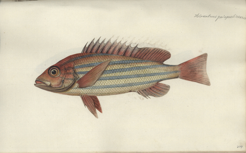 Lutjanus quinquelineatus, before 1790 (w/c on paper)